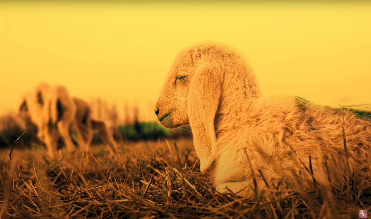 Découvrez « Siesta », le nouveau projet artistique de Flora Fona Photo de Découvrez « Siesta », le nouveau projet artistique de Flora Fona