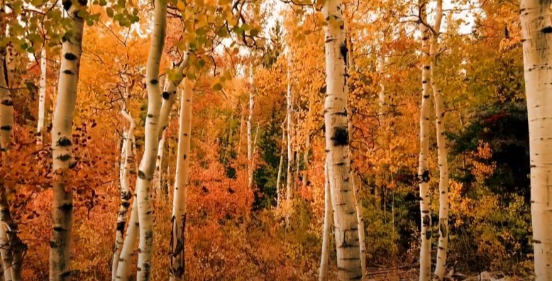 It’s Time plante l’espoir avec « Armes vs Arbres »