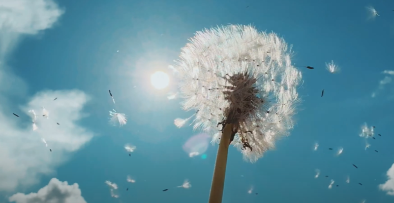 Mich-Line – « Le Goût d’une Fleur » : le parfum d’un tube ensoleillé